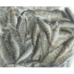 �񻺡����ޤ��յ���1kg (��100ɤ�ˡ�10P��P4,300�����̡����ࡡ����ʡ���̳�ѡ���襤