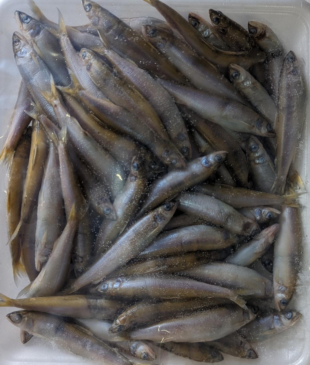 国産（滋賀県）天然若鮎（小）500g(約85-90匹前後）x20袋（袋1,560円税別）稚鮎　業務用　ヤヨイ
