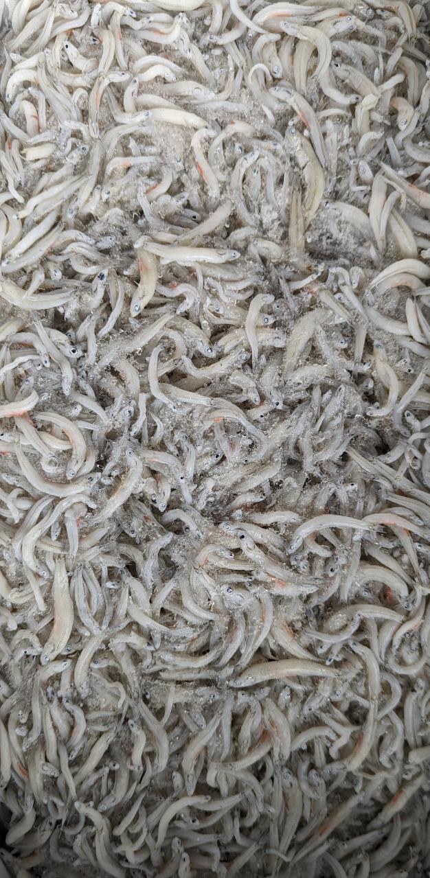 񻺡餹ʤܡ1Kg12ȢȢ3,000̡ˡࡡ̳ѡ襤