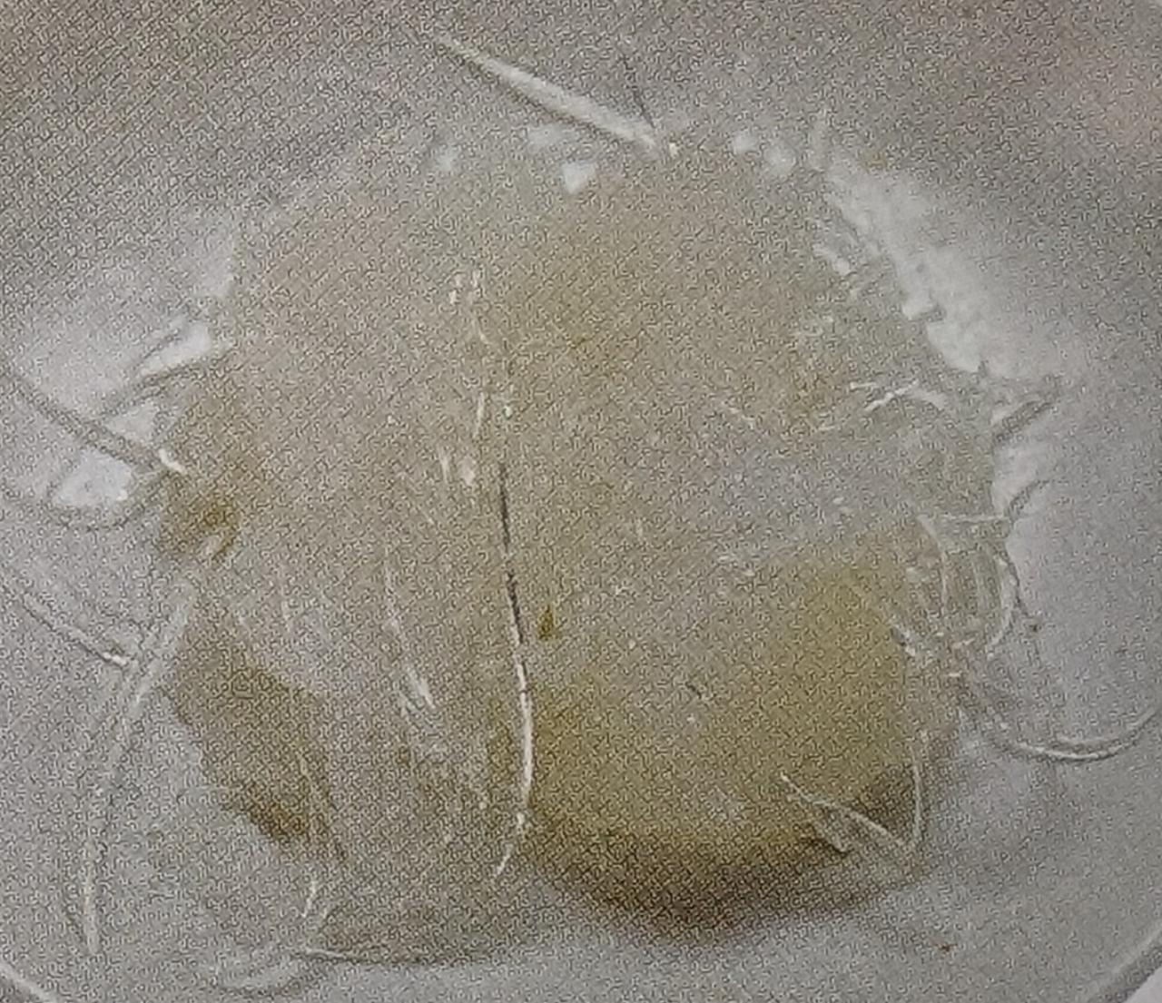 宮城県産 フカヒレ サンツー 特A 1Kg×10P(P18,500円税別)※パイツーSA55(腹びれ)も下記に記載 業務用 ヤヨイ