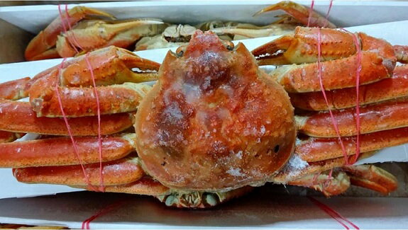 国内加工 ボイルズワイガニ 姿 3kg(5尾)kg5,100円税別 業務用 ヤヨイ 訳あり