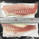 国産　養殖　真鯛ロイン　1kg×12P（P5200円税別）　皮無し背腹込み1枚約150g真空　一級品　業務用　ヤヨイ