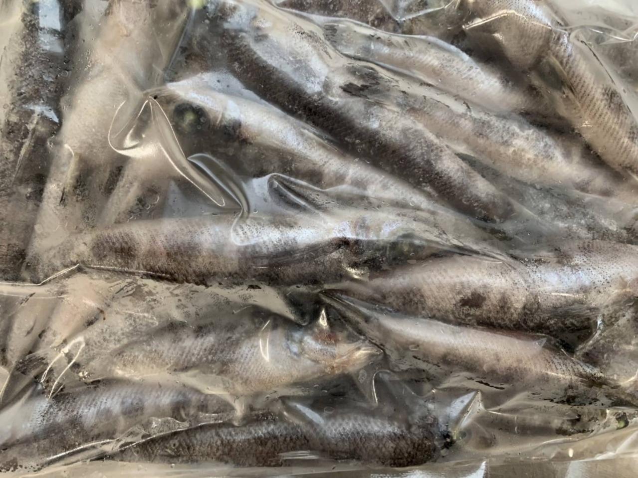 刺身用 メヒカリ 尾約50-60g 1Kg×10P(P2,700円税別)プロント凍結 冷凍 業務用 ヤヨイ