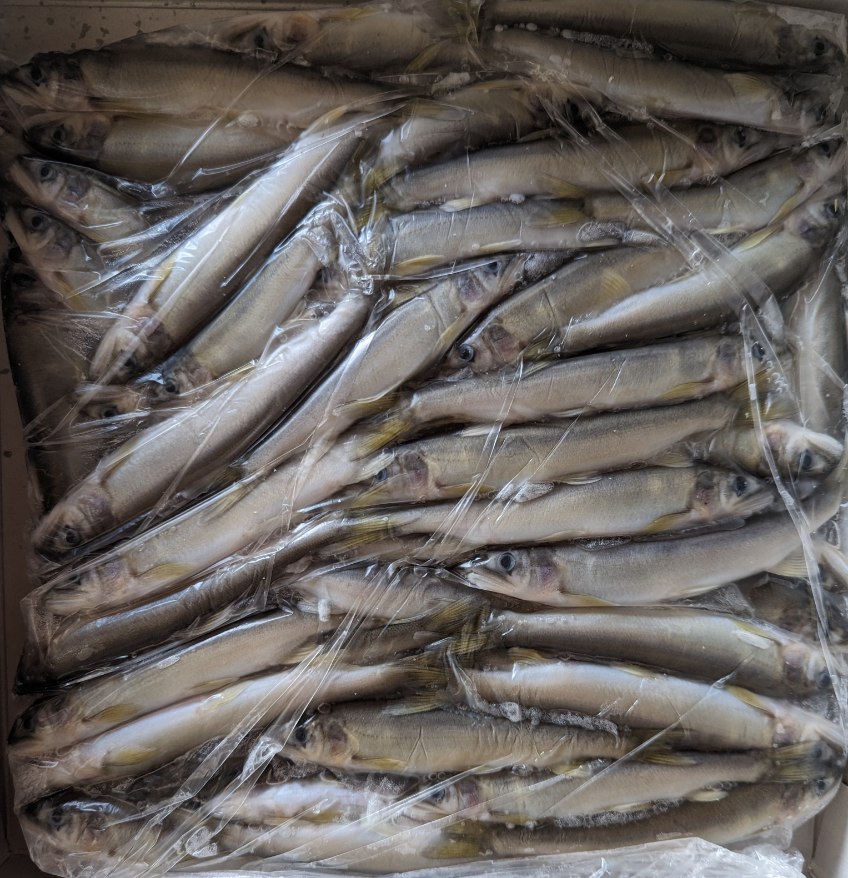 񻺡հ1Kg1015gx10PP3,250̡ࡡ̳