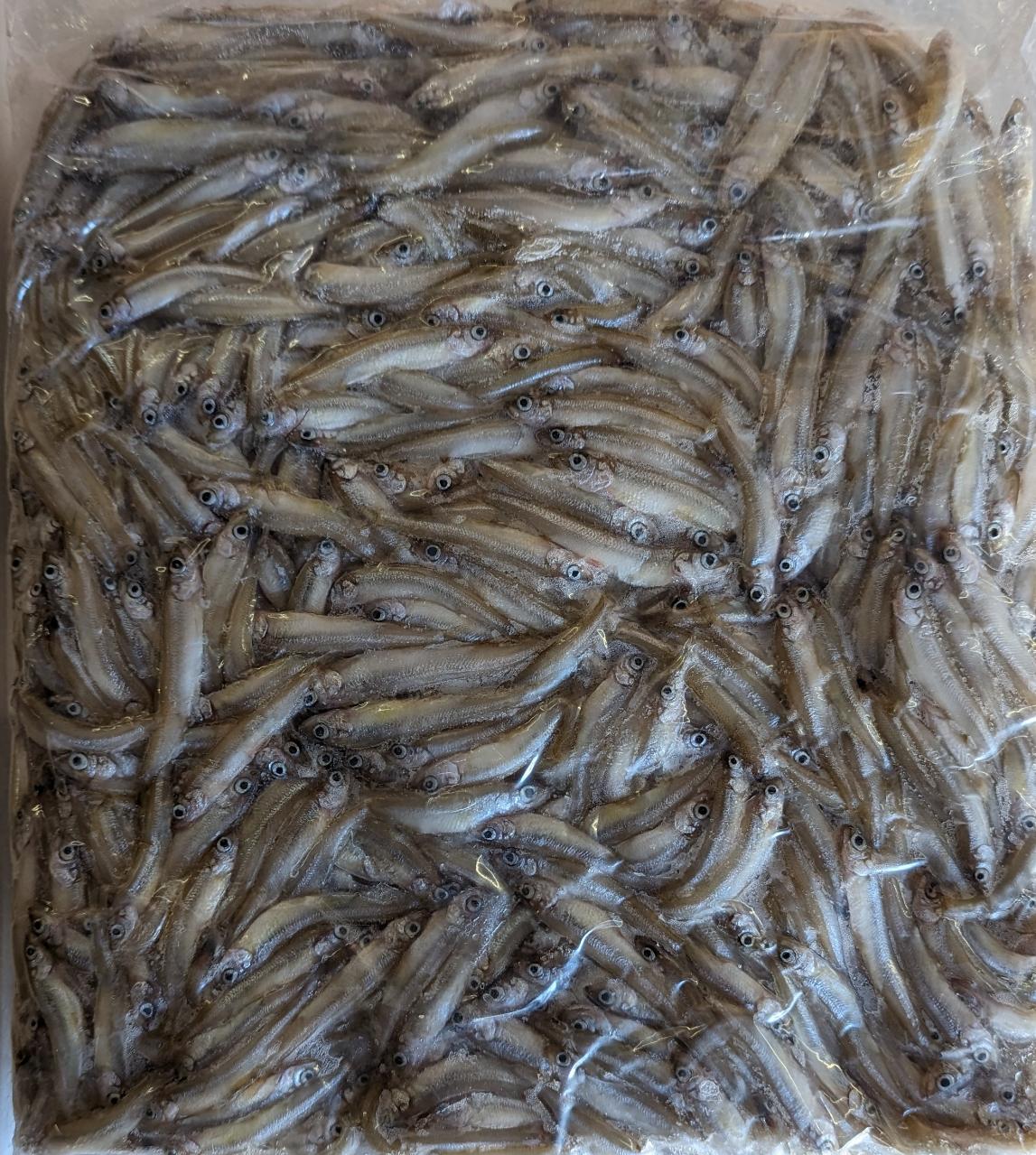 国産わかさぎ　1Kgx12P（P2,200円税別）尾約5-7cm　冷凍　業務用　ヤヨイ yukiyoshi84-e-10000590 品揃え豊富!業務用食品問屋ヤヨイ サンプル画像2