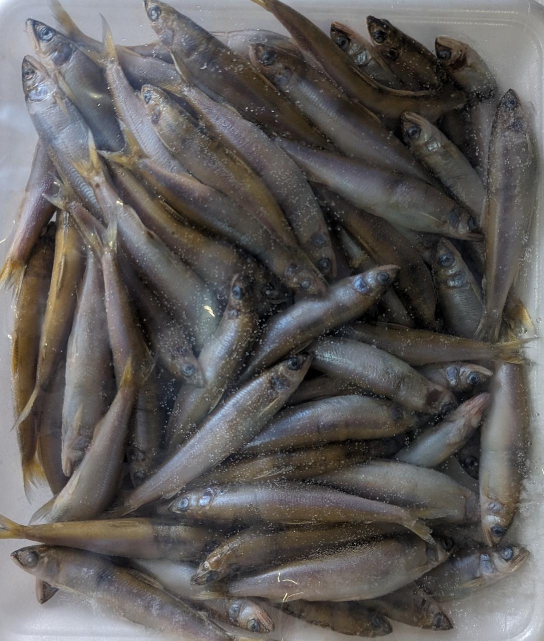 国産(滋賀県)小鮎 6-8cm 500g×20P (P1,560円税別)冷凍 稚鮎 業務用 ヤヨイ