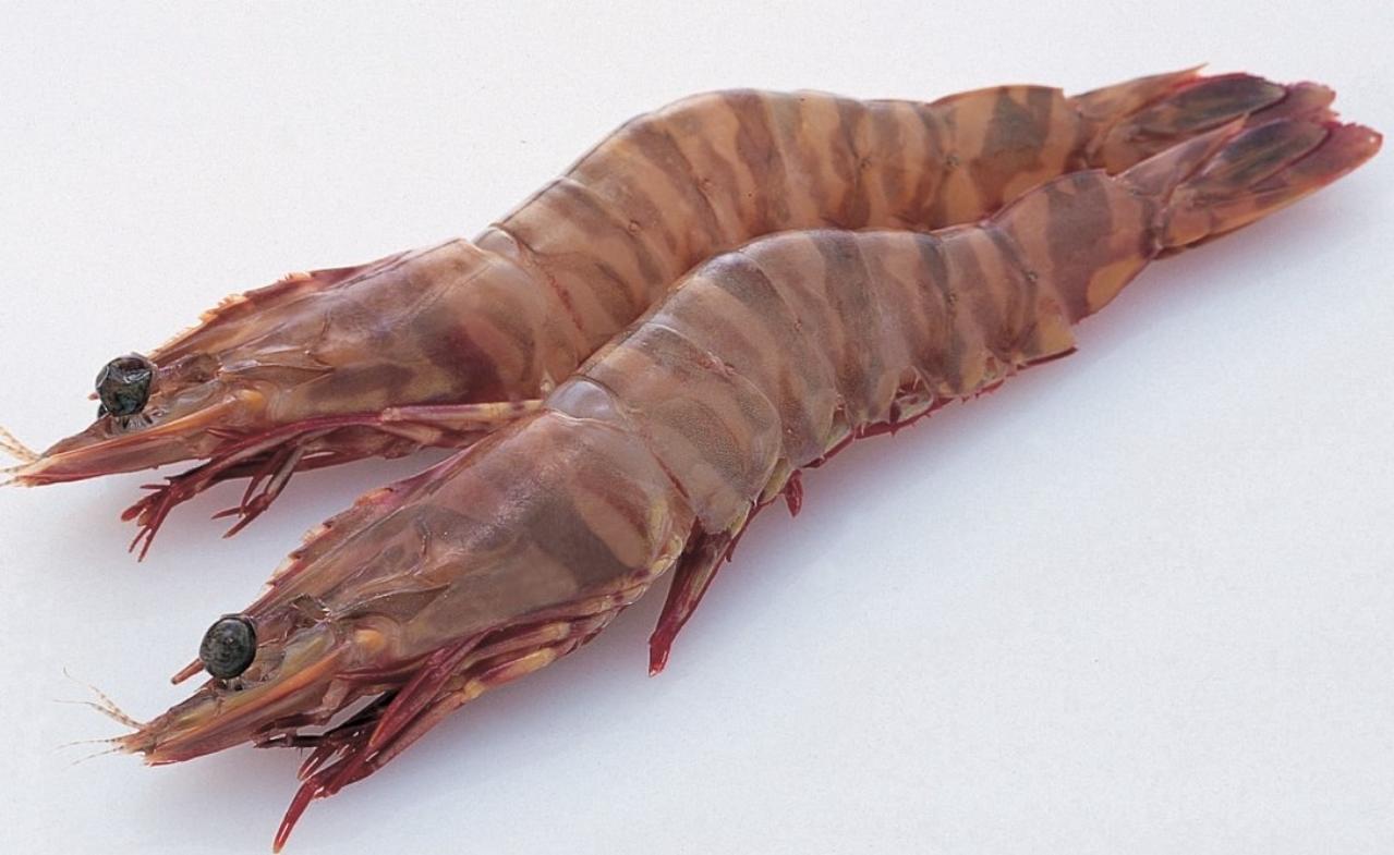 かつ冷　お刺身天然海老　オーストタイガー　1Kg（55尾）×10P（P3,400円税別）冷凍　業務用　ヤヨイ　他サイズ35・40・50尾／Kg入りになります。