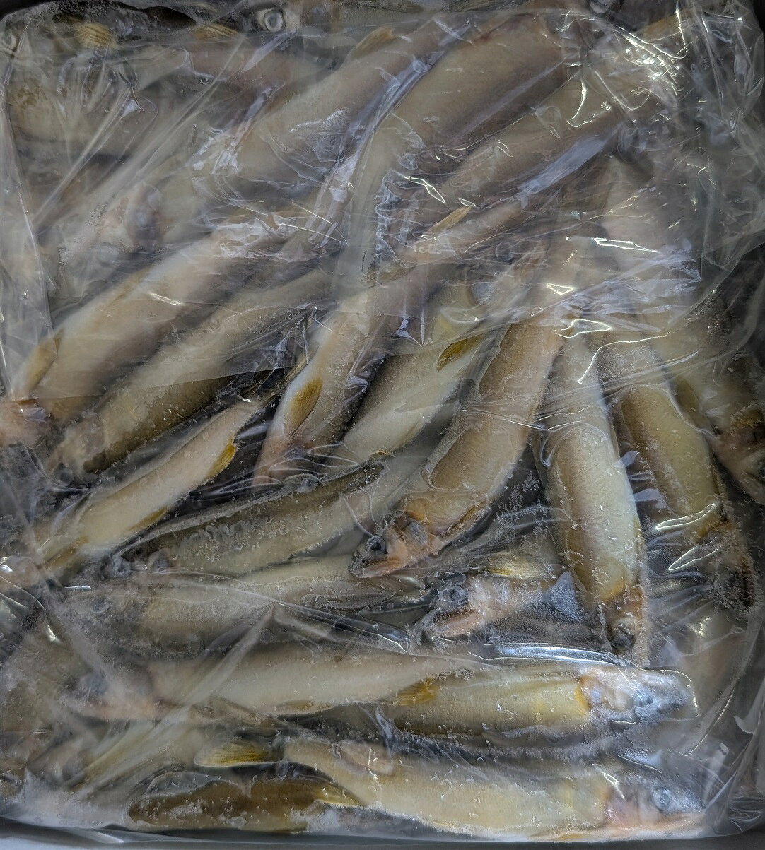 Rakuten - 愛知県産 稚鮎 1kg（500g×2P）×10箱（箱3,380円税別） 養殖 あゆ 小鮎 川魚 鮮魚　冷凍　業務用　ヤヨイ