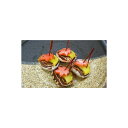 前菜 季節の松葉(赤もみじ)24串x24P(1530円税別)業務用 ヤヨイ