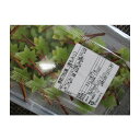 前菜 八寸 冷凍 季節の松葉(青もみじ)24串×24P(P1530円税別)業務用 ヤヨイ 赤もみじもあり。
