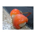 前菜 サーモンかんざし 24個×20P(P2670円税別)業務用 ヤヨイ 山福 味百華