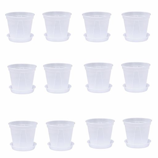 12(240/)(3ΥѰդƤޤ)Ʃ 컮դȭ ץȭ տʪ (S)