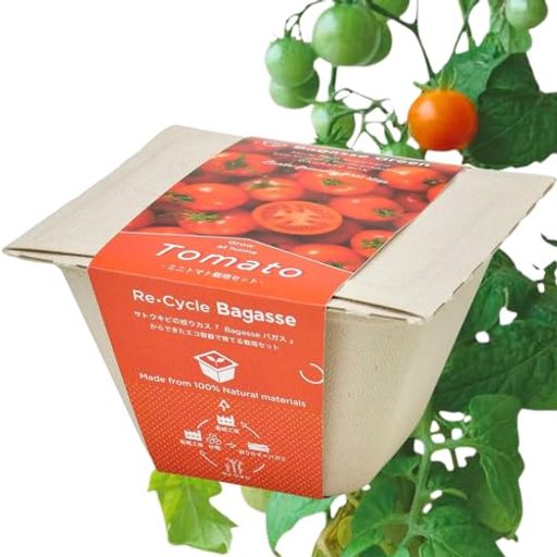 聖新陶芸冬/春/夏の家庭菜園簡単栽培キットゆったり育てるミニトマト野菜栽培セット(自由研究/食育)鉢..