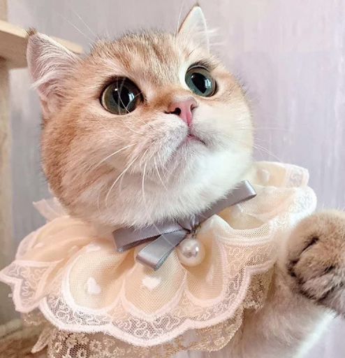 ǭμؤ줫إ졼ͥå쥹ĳӸزİڥåѥ꡼ꥹޥǭѸ
