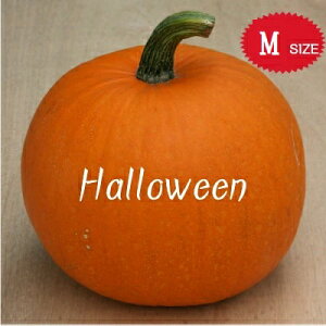 【ハロウィン】生かぼちゃ Mサイズ カボチャ 本物 自農場産 ハロウィーン種 ハロウィンかぼちゃ ハロウィンカボチャ 生 ハロウィーン