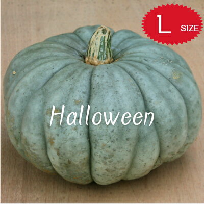 【ハロウィン】生かぼちゃ Lサイズ カボチャ 本物 自農場産 ジャラーデールラージ種 ハロウィンかぼちゃ ハロウィンカボチャ 生 ハロウィーン