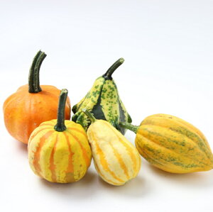 【ハロウィン】生かぼちゃ5個セット ミニカボチャ 本物 自農場産 スモールフルーツミックス