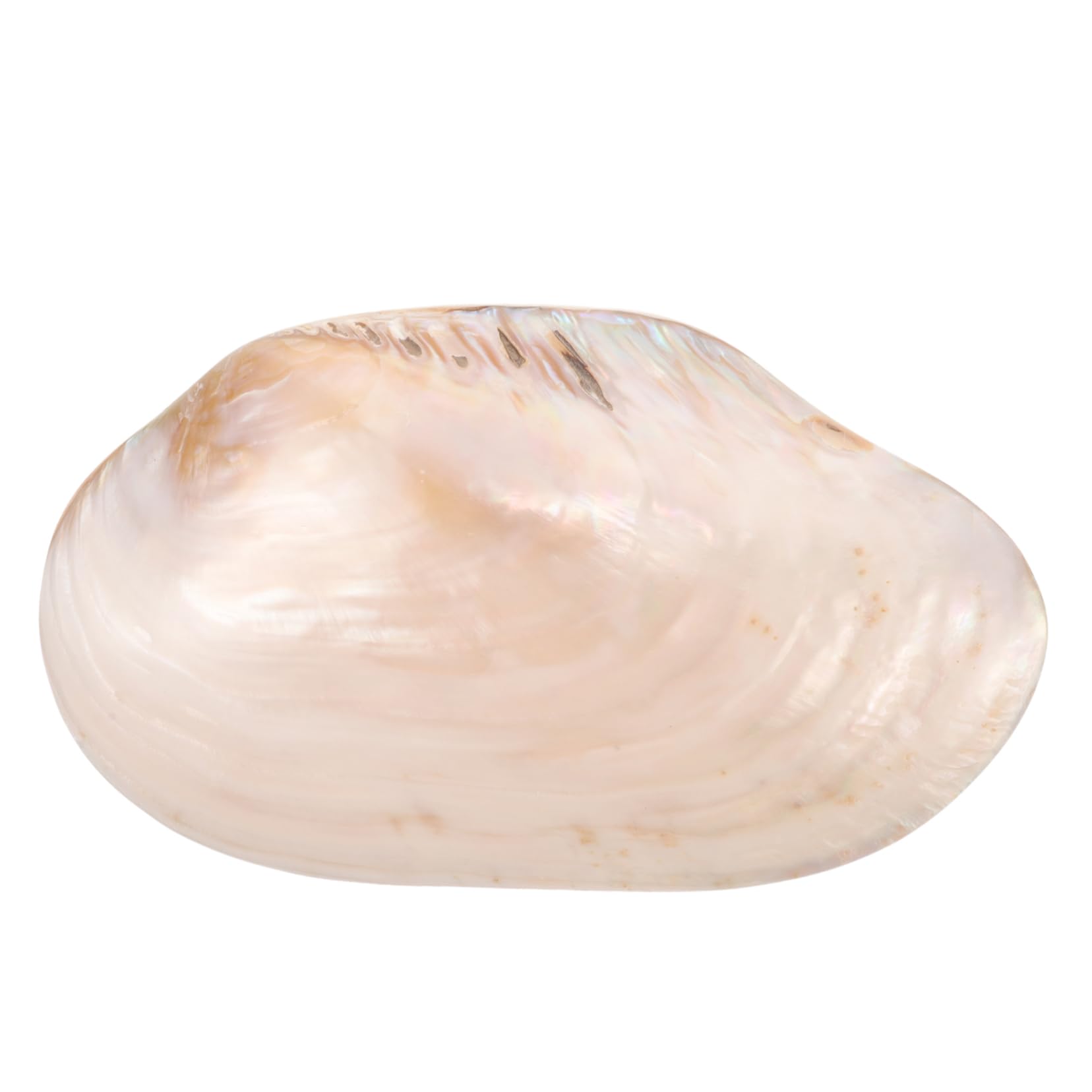 面 大蚌壳 螺贝壳摆 水槽装飾にな貝 性が 的な ビーチ の や に