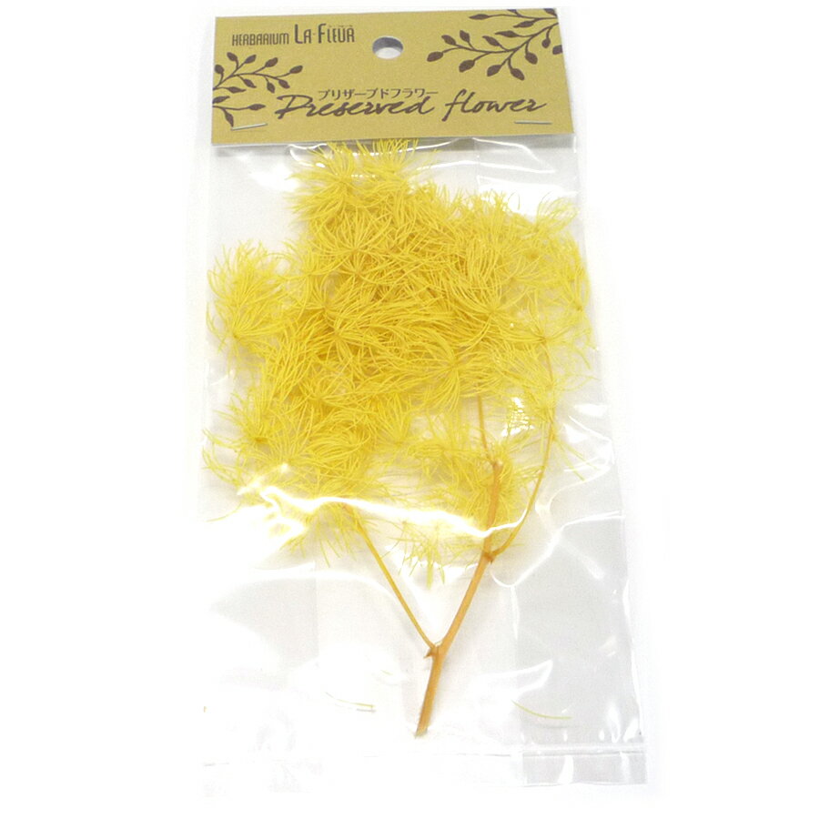 ハーバリウム プリザーブドフラワー アスパラ イエロー 2袋パック