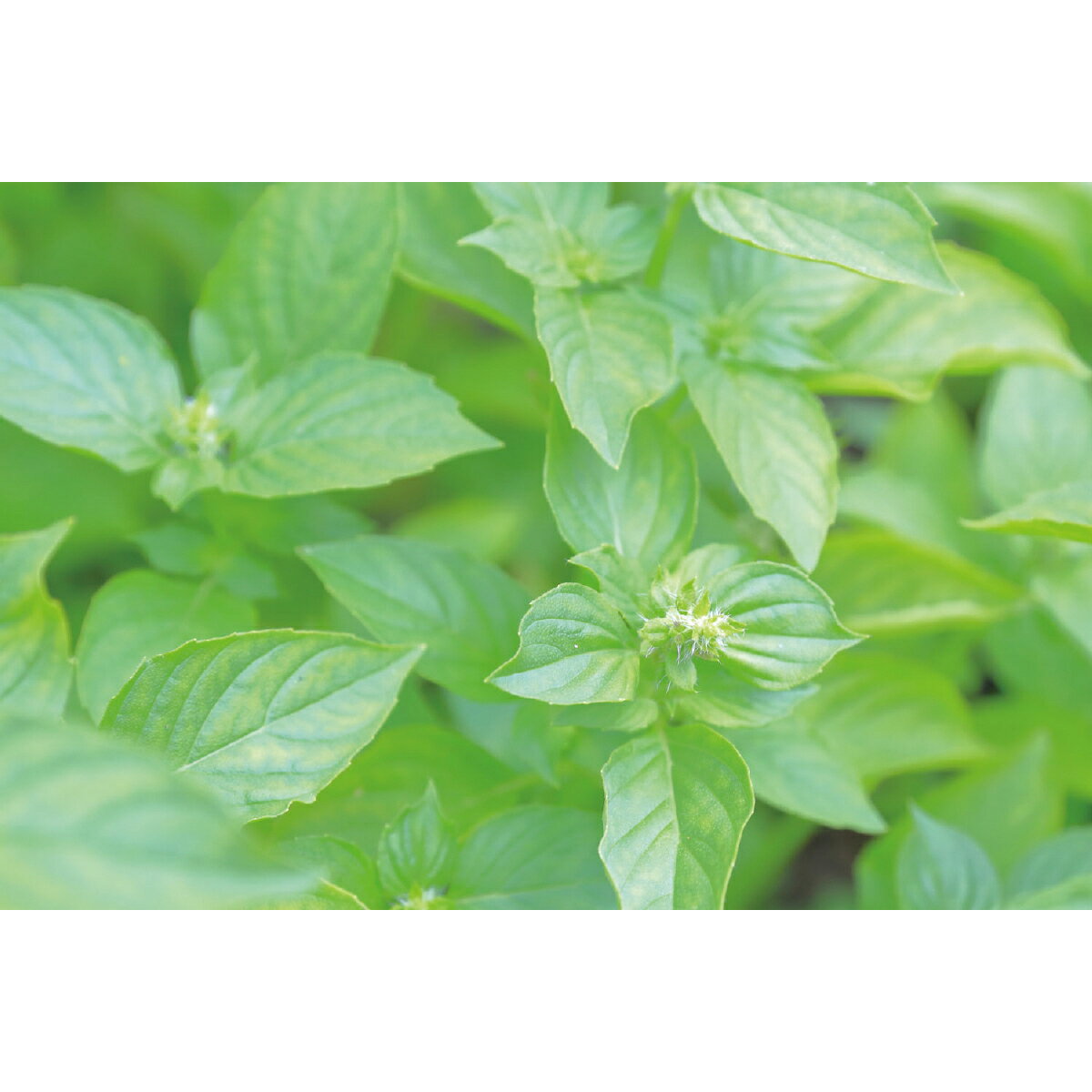 （まとめ）発泡スチロール球 50mm（10個組）【×10セット】 (代引不可)