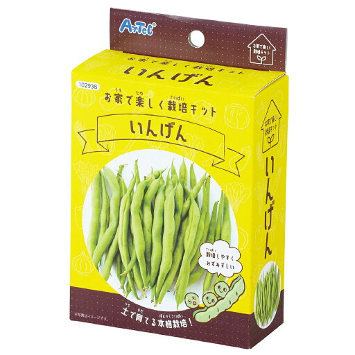 栽培セット いんげん お家で楽しく栽培キット 家庭菜園 家庭栽培 野菜作り 栽培セット いんげん お家で楽しく栽培キット 家庭菜園 家庭栽培 野菜作り