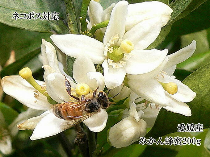 全国お取り寄せグルメ愛媛その他蜂蜜No.2