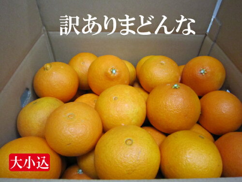 11月下旬頃発送予定愛媛県で誕生した高級柑橘【SALE】【送料無料】訳...