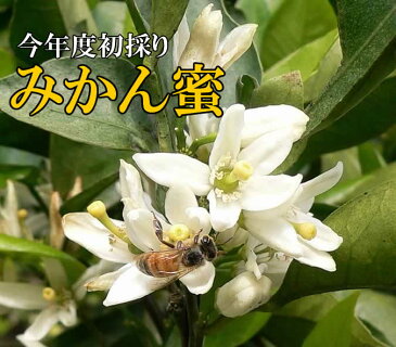 生はちみつ 非加熱 純粋みかん蜂蜜500g みかんの郷のはちみつ【宇和養蜂】【養蜂場直送】【愛媛産】【国産】