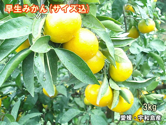 【オススメ】【美味しい】愛媛 みかん 吉田みかん【送料無料】訳ありみか...(4)