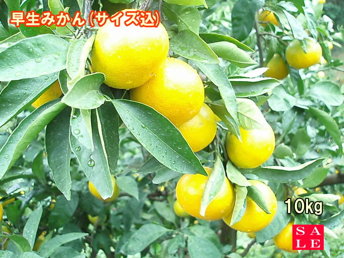 【セール】【お得】【美味しい】愛媛 みかん 吉田みかん【送料無料】訳あり早生みかん10kg【smtb-kd】
