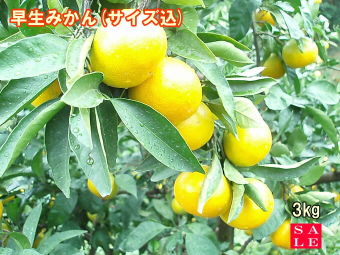 【セール】【お得】【美味しい】愛媛 みかん 吉田みかん【送料無料】訳あり早生みかん3kg【smtb-kd】