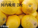 【人気】【美味しい】【セール】【お試し】【送料無料】訳あり河内晩柑 約2kg【愛媛 宇和島産】【smtb-KD】