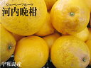 【人気】【送料無料】訳あり河内晩柑10kg【愛媛産】河内晩柑【smtb-KD】