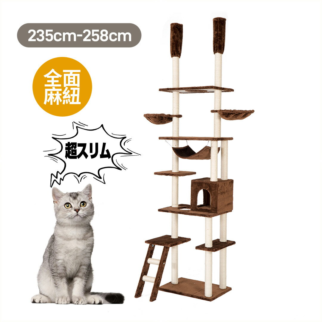 【先着77名限定！7%オフ】キャット