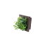 （まとめ）キシマ 消臭グリーン KH-61035【×3セット】 緑 消臭の魔法 グリーンフレッシュで快適空間を 緑