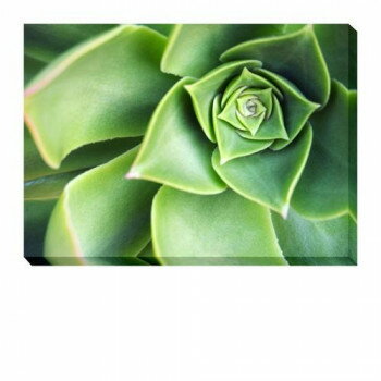 Succulents アートパネル IAP-53474