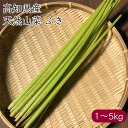 高知県産 天然山菜フキ《産地直送 2025年度 販売中》【 送料無料 北海道沖縄離島除く】( 季節限定 天然 山菜 フキ ) 高知 高知県 土佐山 蕗 ふき 水...