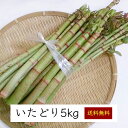 高知県土佐山産 天然山菜イタドリ 5kg《産地直送 2024年度 販売中》【送料無料】（ 季節限定  ...