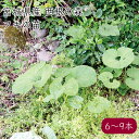 西根の森 天然 山菜 フキの苗《産地直送 2024年度 4/27から順次発送》【送料無料 沖縄離島除く】（セット割 天然山菜 フキ 苗 ポット苗 栽培ガイド付き） あまね ふき 蕗 ふきのとう フキノトウ 蕗の薹 山菜 山菜苗 苗木 ポット