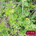 西根の森 天然 山菜 ヨモギの苗《産地直送 2024年度 販売中》【送料無料 沖縄離島除く】（セット割 天然山菜 ヨモギ 苗 ポット苗 栽培ガイド付き） あまね よもぎ 蓬 山菜 山菜苗 苗木 ポット