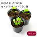 西根の森 山菜 モミジガサの苗 ポッド苗《産地直送 2025年度 販売中》【送料無料 沖縄離島除く】(しどけ 苗 ポッド苗 栽培ガイド付き) あまね シドケ もみじがさ キノシタ きのした 山菜 山菜苗 苗木 ポット