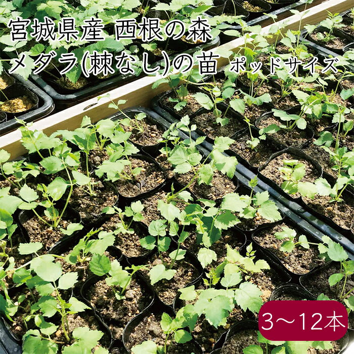 西根の森 山菜 タラの木の苗 メダラ 棘なし《産地直送 2024年度 販売中》（たらの木 たらのき 苗 ポット苗 栽培ガイド付き） あまね 女だら トゲなし タラの芽 たらの芽 タラノメ 山菜 山菜苗 苗木 ポット