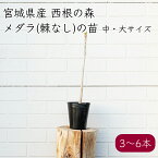 西根の森 山菜 タラの木 苗 女だら トゲなし《産地直送 2024年度 販売中》【送料無料 沖縄離島除く】（タラの芽 山菜苗 苗木 ポッド苗 栽培ガイド付き 棘なし） あまね タラノキ たらの木 メダラ ポッド