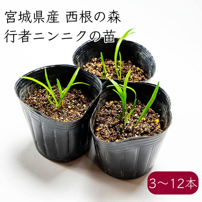 西根の森 山菜 行者にんにくの苗《産地直送 2023年度 販売中》【送料無料 沖縄離島除く】（行者にんにく 苗 ポット苗 栽培ガイド付き） あまね 行者ニンニク 山菜 山菜苗 苗木 ポットのサムネイル
