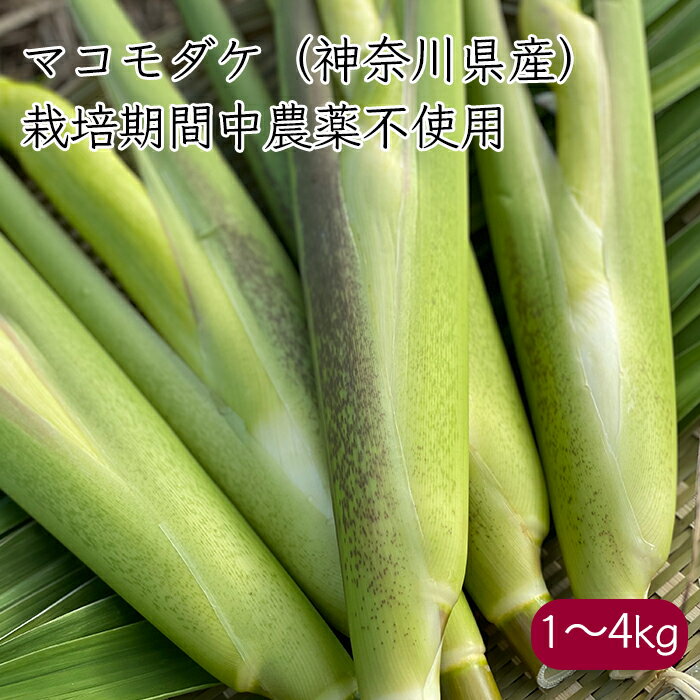 まこもめぐり マコモダケ《産地直送 2024年度 予約販売中 10/10〜10/20発送予定》【送料無料 北海道沖縄離島除く】（ 栽培期間中農薬不使用 無肥料 ） 国産 神奈川県 小田原 真菰筍 まこもだけ マコモタケ まこもたけ マコモ 真菰のサムネイル