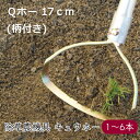 キュウホー 手取り除草 Qホー 17cm 柄付き P045-BEA《メーカー直送》【送料無料】( 雑草対策 除草 除草機 除草器具 農機具 農機 ) 雑草 対策 家庭用 手動 小型 北海道 きゅうほー キューホー きゅーほー Qほー アショラグリ