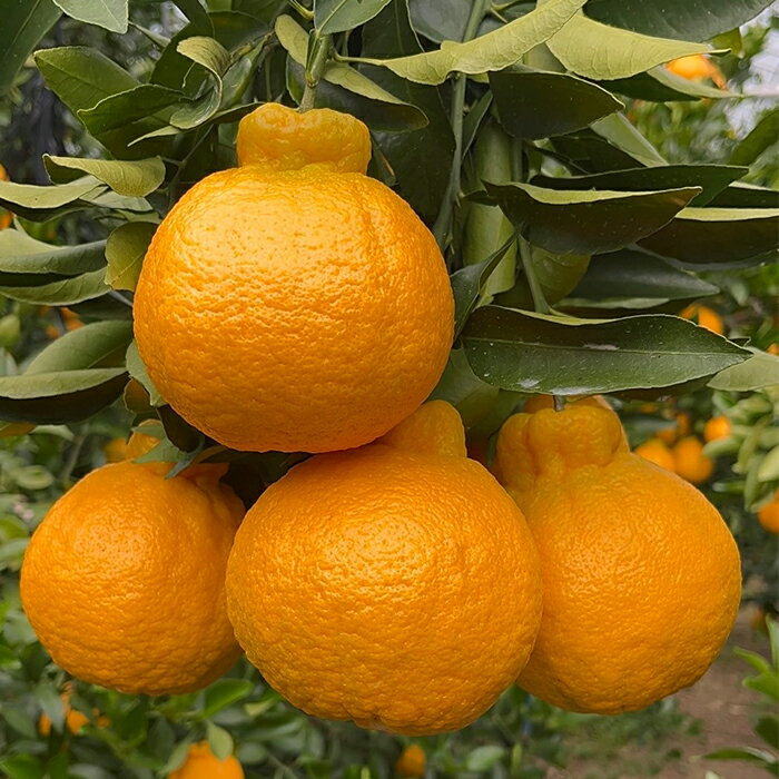 熊本県産 不知火 4.5kg《産地直送 2026年度 2月中旬から順次発送》【送料無料 北海道沖縄離島除く】 熊本 国産 宇土市 UTO デコポン でこぽん デコオレンジ デコタンゴール オレンジ