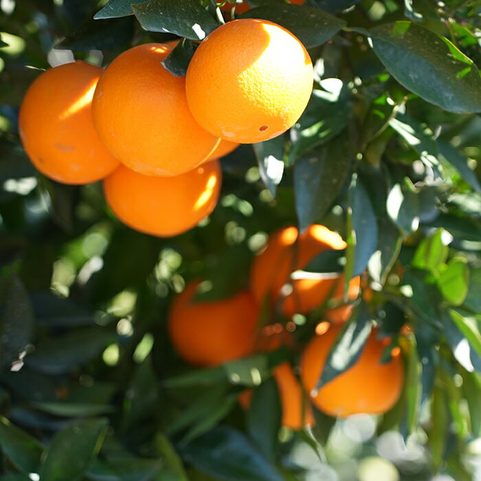 かつては皇室献上品）熊本県産 網田ネーブルオレンジ 秀品 10kg《産地直送 2026年度 2月上旬から順次発送》【送料無料 北海道沖縄離島除く】 国産 宇土市 UTO 網田 ネーブル オレンジ みかん アマダイダイ ワシントンネーブル