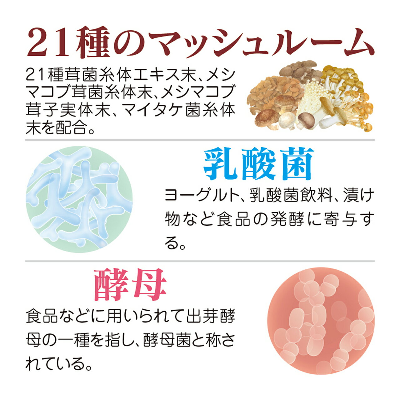 国産きのこ21種類×βグルカン×シイタケ菌糸体　タモギダケ きのこ習慣(1ヶ月分)|ま...