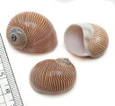 【貝殻パーツ】マサメダマ 2個 (ゆうパケット厚み3cm配送可能商品)